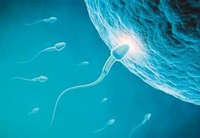 高龄父亲的精子 发生基因突变概率更高？