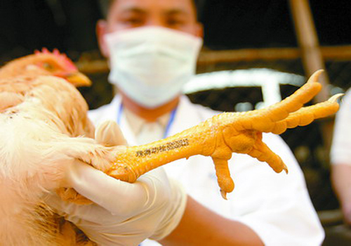 北京16区未发现家禽H7N9感染病例