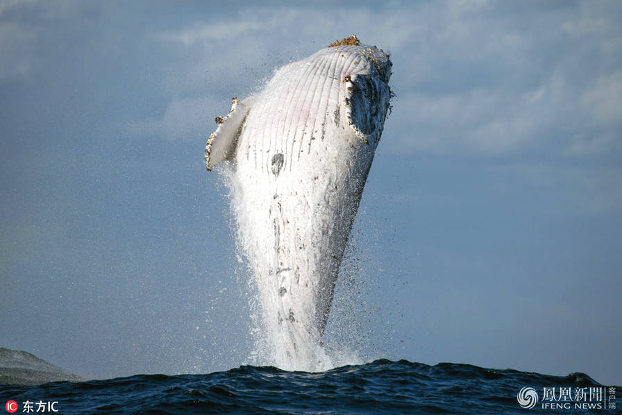 20吨重座头鲸突然跃出水面