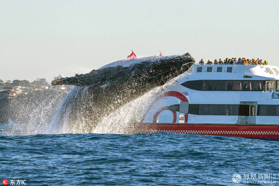 20吨重座头鲸突然跃出水面